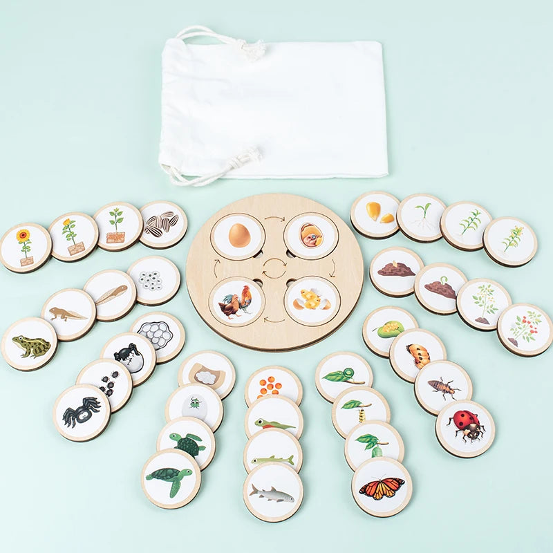 LifeQuest Montessori: Descubriendo los ciclos de la naturaleza