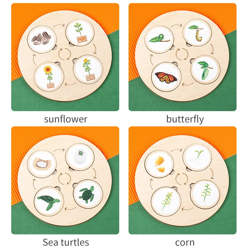 LifeQuest Montessori: Descubriendo los ciclos de la naturaleza