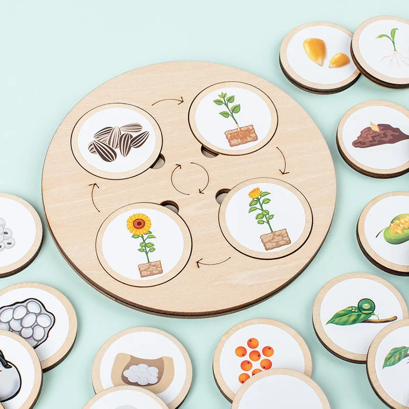 LifeQuest Montessori: Descubriendo los ciclos de la naturaleza