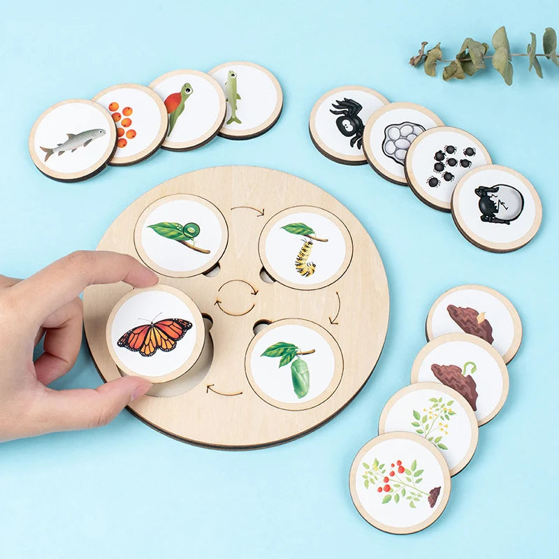 LifeQuest Montessori: Descubriendo los ciclos de la naturaleza
